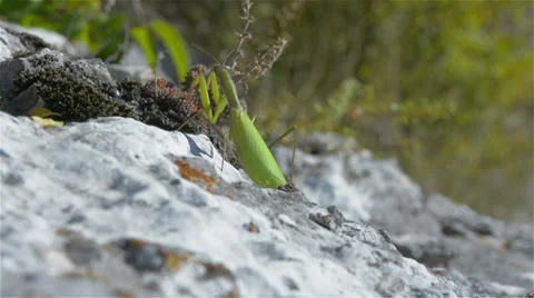 Praying mantis walking away HD Stock Footage 32599862