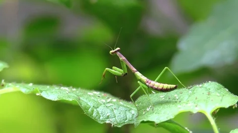 Praying mantis walking on green leaf in forest closeup Stock Footage 79427284