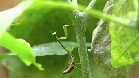 Praying mantis walking on green stem in forest closeup Stock Footage 79427865