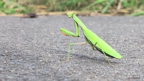 Praying Mantis Walking on a Road in Close Up Video stock 344156525