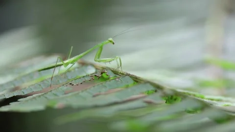 Praying Mantis walking slowly on leaf in rainforest close up Video stock 158937496