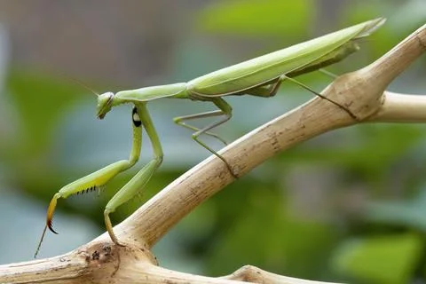 Praying mantis walking on a twig. Stock Photos
