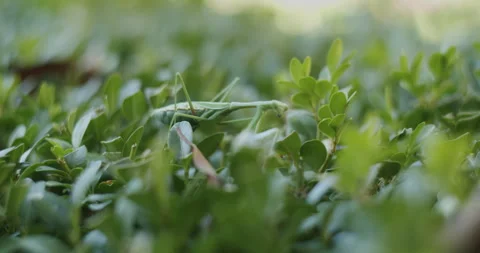 Praying Mantis walks across bush and falls over Stock Footage 243620991
