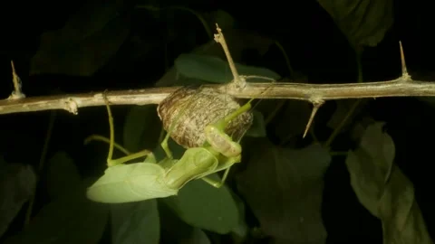 Praying mantis walks the Ootheca (egg mass) on a thorny branch. Close up Stock Footage 163593560