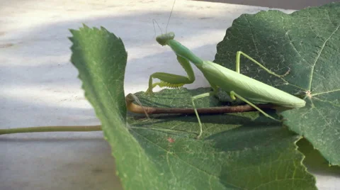 Praying mantis walks on a vine leaf Vidéo 68026544