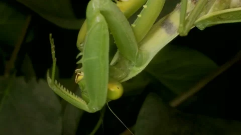Praying mantis washes itself with its front paws. Extreme close up of mantis  Stock Footage 163593679