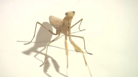 Praying Mantis on White Background Video stock 8556490