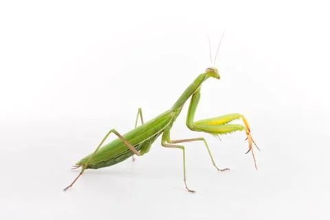 Praying Mantis on white background. Stock Photos