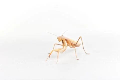 Praying Mantis on white background. Stock Photos
