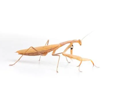 Praying Mantis on white background. Stock Photos