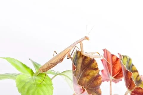 Praying Mantis on white background. Stock Photos