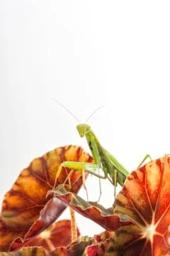 Praying Mantis on white background Stock Photos