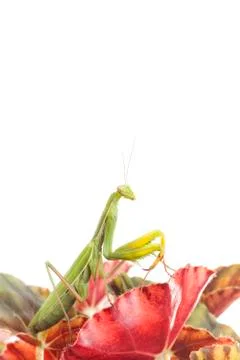 Praying Mantis on white background. Stock Photos