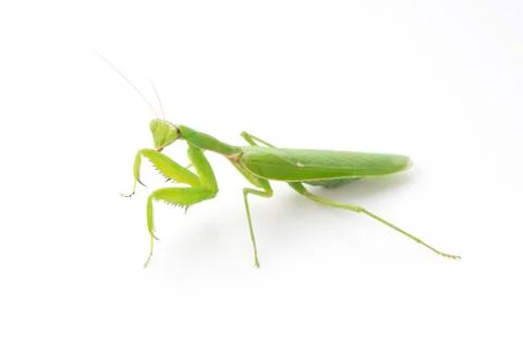 Praying mantis on a white background Stock Photos
