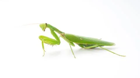 Praying mantis on a white background Stock Photos