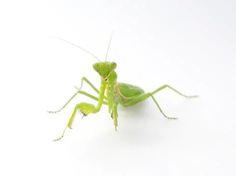 Praying mantis on a white background Stock Photos