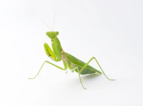 Praying mantis on a white background Stock Photos