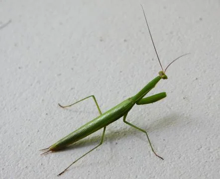 Praying Mantis on a white wall Stock Photos