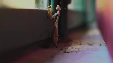 Praying mantis on the window Stock Footage 144131707