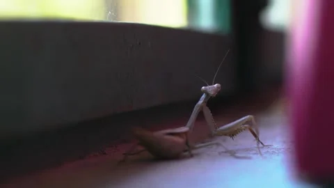 Praying mantis on the window Stock Footage 144131873