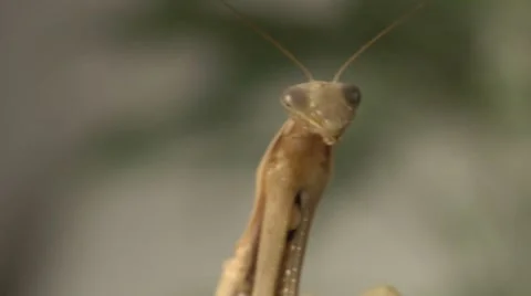 Praying Mantis Wing Flutter Stock Footage 8555987