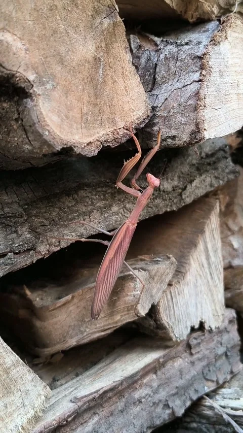 Praying Mantis on wood stack Stock Footage 340557462
