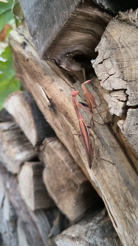 Praying Mantis on wood stack Stock Footage 340557611