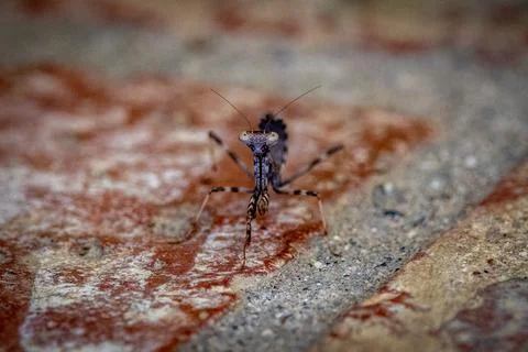 A Praying Manus sitting on the bricks Stock Photos