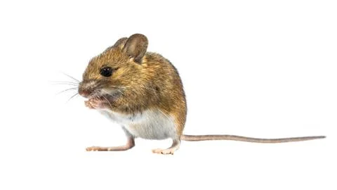 Praying mouse isolated on white background Foto stock