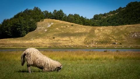 Praying-sheep Foto stock