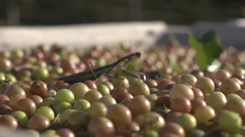 PrayingMantas Stock Footage 32499589