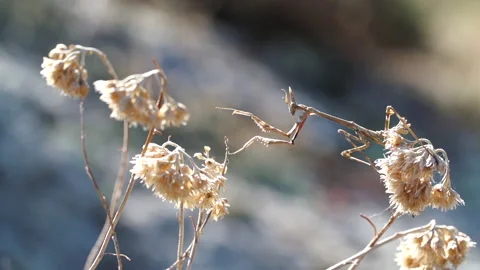 PrayingMantis walking  on flowers Stock Footage 148267640