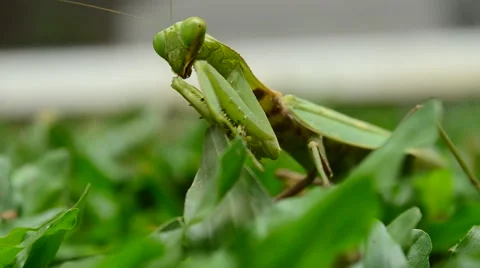 PrayingMantis8 Stock Footage 52001758