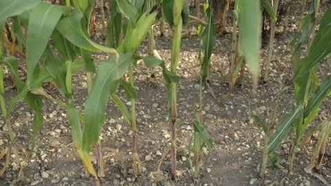 Pre-bloom corn field in close up (6 shots) Vidéo 141538904