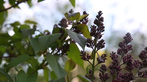 PRE BUDDING PLANT PAN Stock Footage 183101602