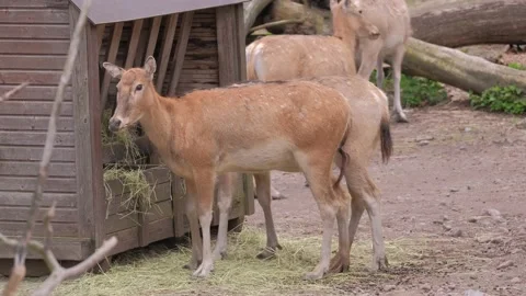 The Pre David's deer or Milu in Helsinki Zoo, Finland. Stock Footage 155006183