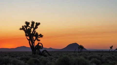 Pre-dawn time lapse of the sun rising in the Mojave Desert with a Joshua Stock Footage