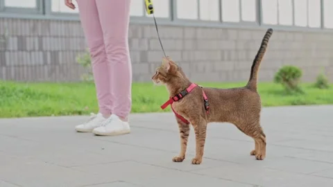 Pre-existing pet, a cute Abessinian cat walks with a girl on the street  Stock Footage 251010406