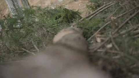 Pre-focus of a tree log Stockbeeldmateriaal 92891040