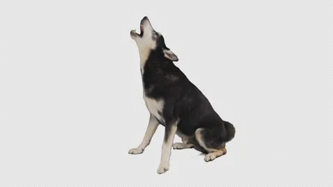 Pre keyed dog barks, green screen, animal, 4K, alpha matte Stock Footage 139568548