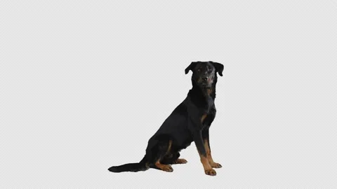 Pre keyed dog, green screen, animal, Rottweiler, dobermann, guard dog, 4K Stock Footage 139577365