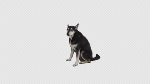 Pre keyed seated dog stands and barks, green screen, animal, wolf, 4K Stock Footage 139511892