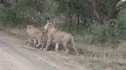Pre-mating lions Stock Footage