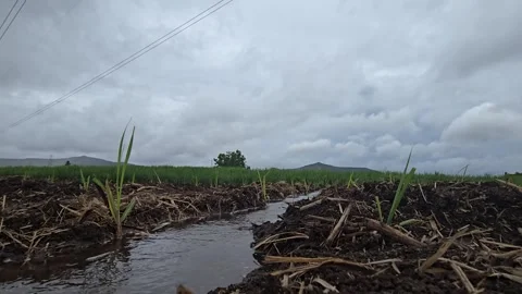 A pre-monsoon hyperlapse: wind-driven clouds race over a sugarcane field. Saplin Vídeo Stock 337476357