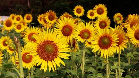 Pre-Seeded Sunflower Garden Stock Footage 107303653