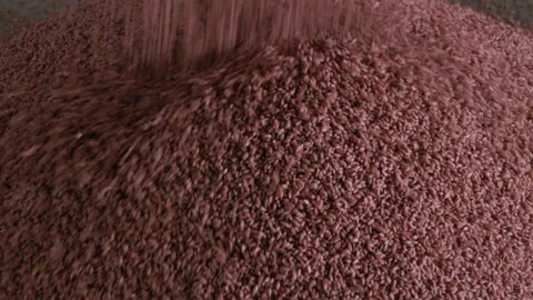 Pre-sowing grain processing Stock Footage 241437437
