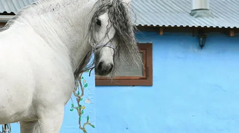 PRE stallion Stock Footage 50517517