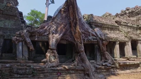 Preah Kahn Temple And Tree Stock Footage 73240701