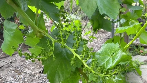 Prebloom grapes on grapevine over chainlink in slow-motion Video stock 182013172