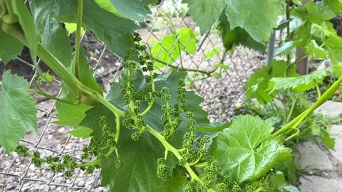 Prebloom grapes on grapevine over chainlink in slow-motion Video stock 182025615